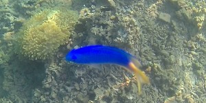 Poisson bleu zoom