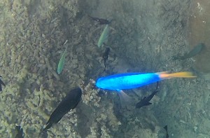 Tahiti_Poisson bleu